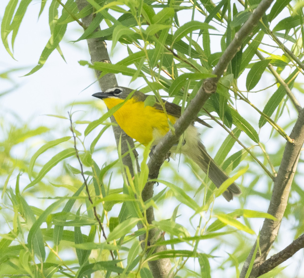 Yellow-breasted Chat - ML620308448