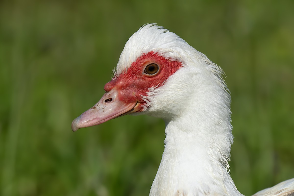 Muscovy Duck (Domestic type) - ML620308451