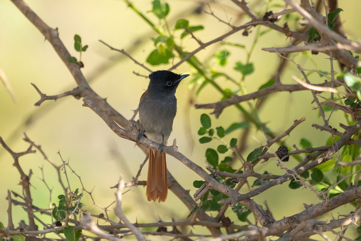 African Paradise-Flycatcher - ML620308452