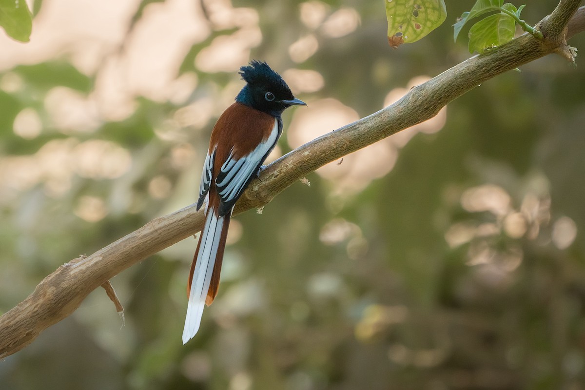 African Paradise-Flycatcher - ML620308454