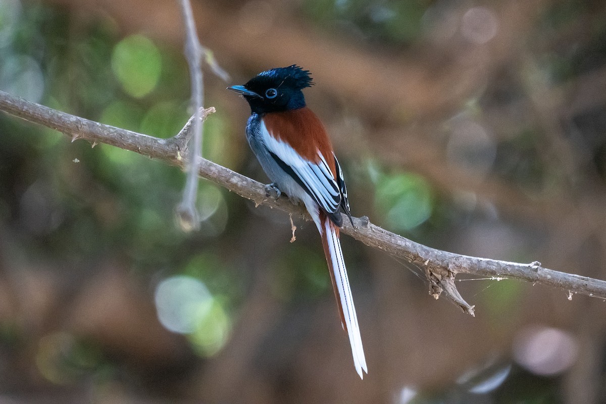 African Paradise-Flycatcher - ML620308455