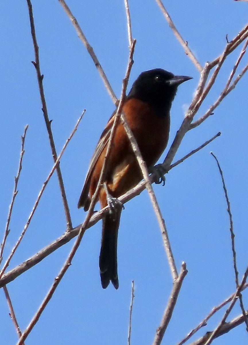 Orchard Oriole - ML620308459