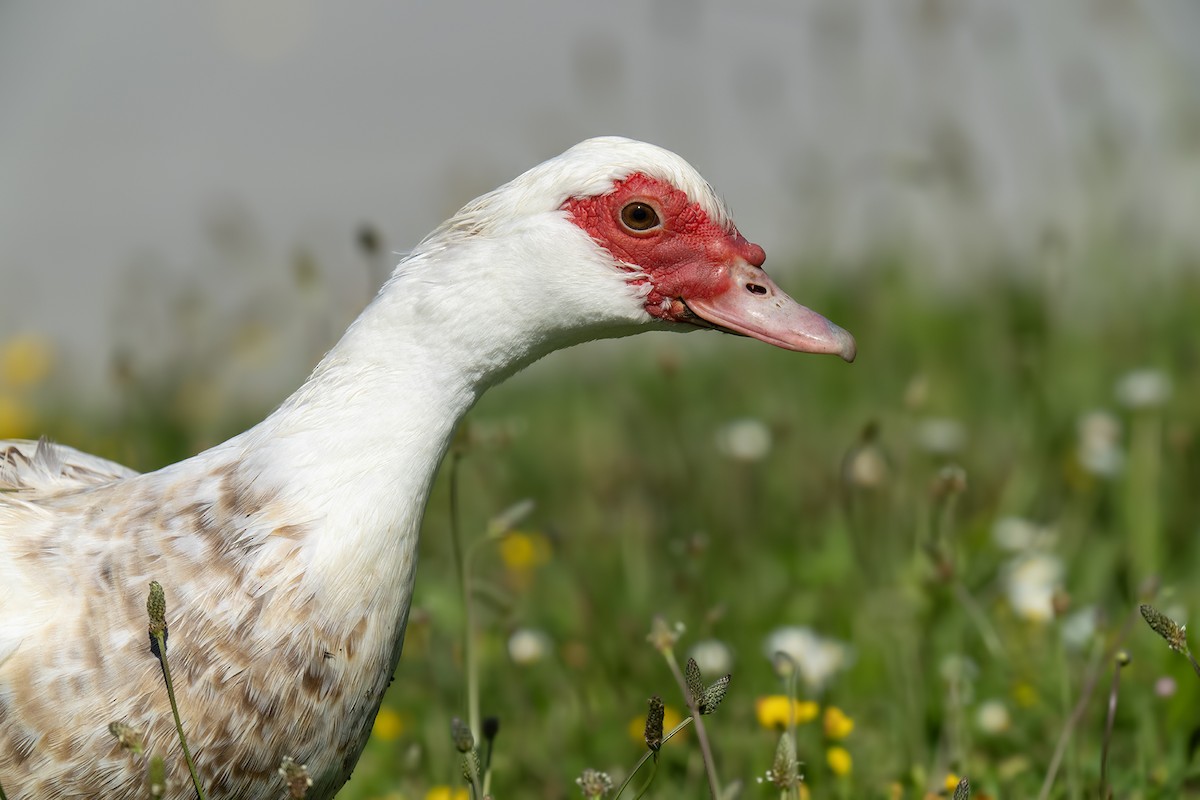 Muscovy Duck (Domestic type) - ML620308460