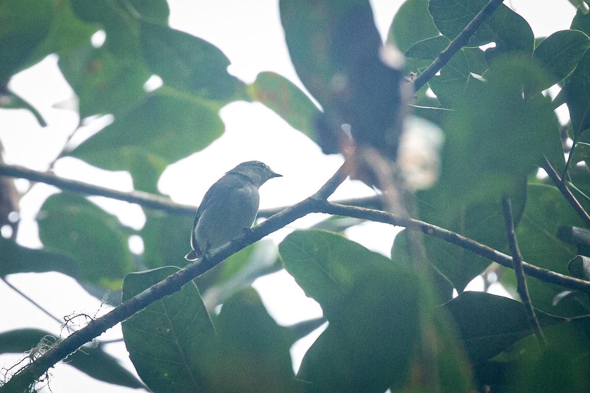 Golden-faced Tyrannulet - ML620308461