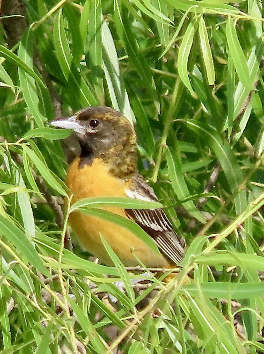 Oriole de Baltimore - ML620308462