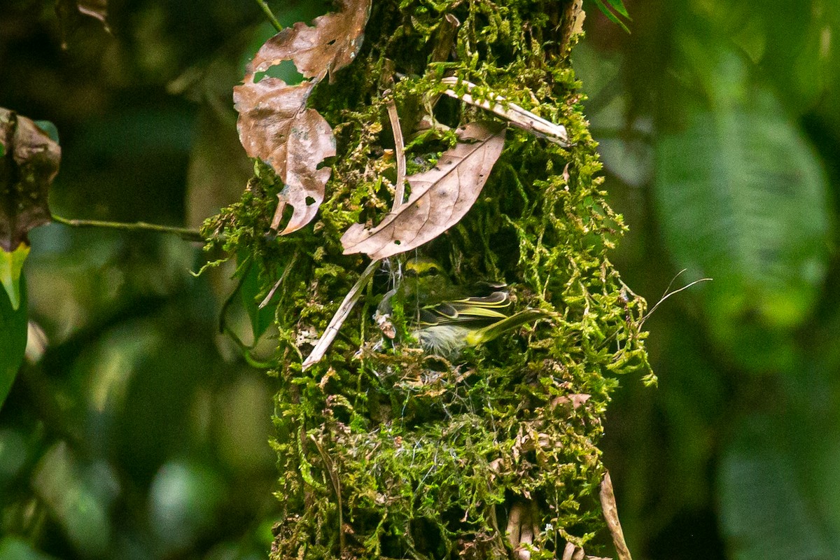 Golden-faced Tyrannulet - ML620308463