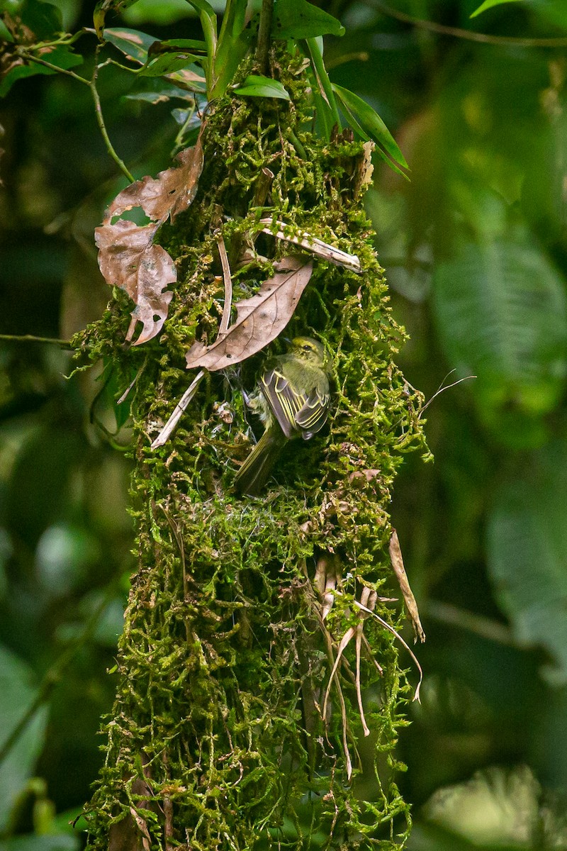 Golden-faced Tyrannulet - ML620308469