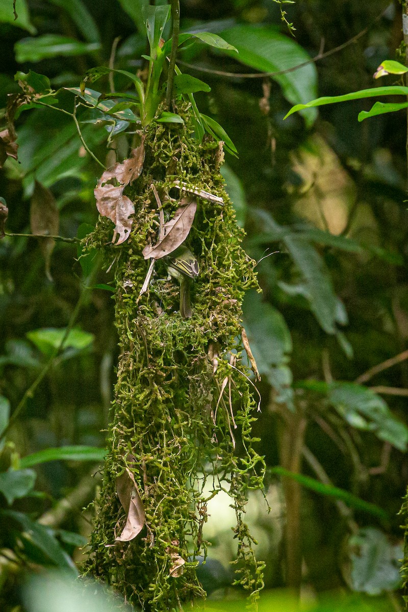 Mosquerito Caridorado - ML620308472