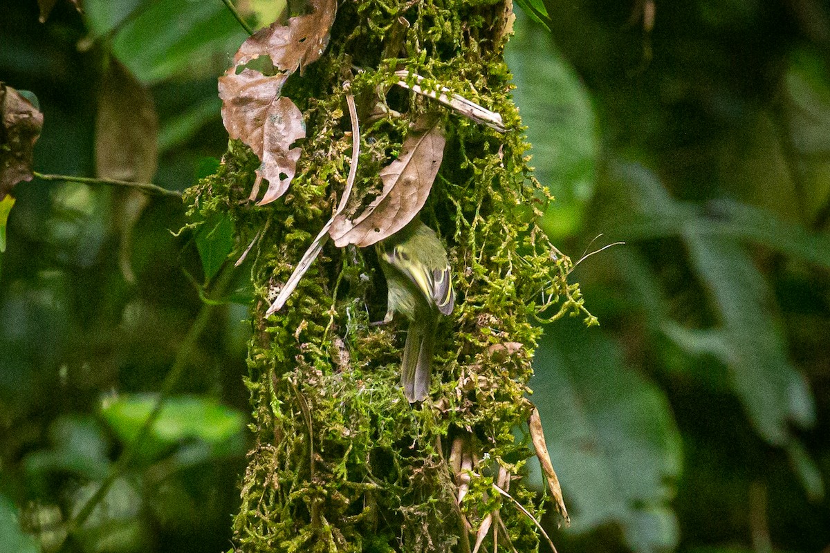 Tyranneau à face d'or - ML620308473