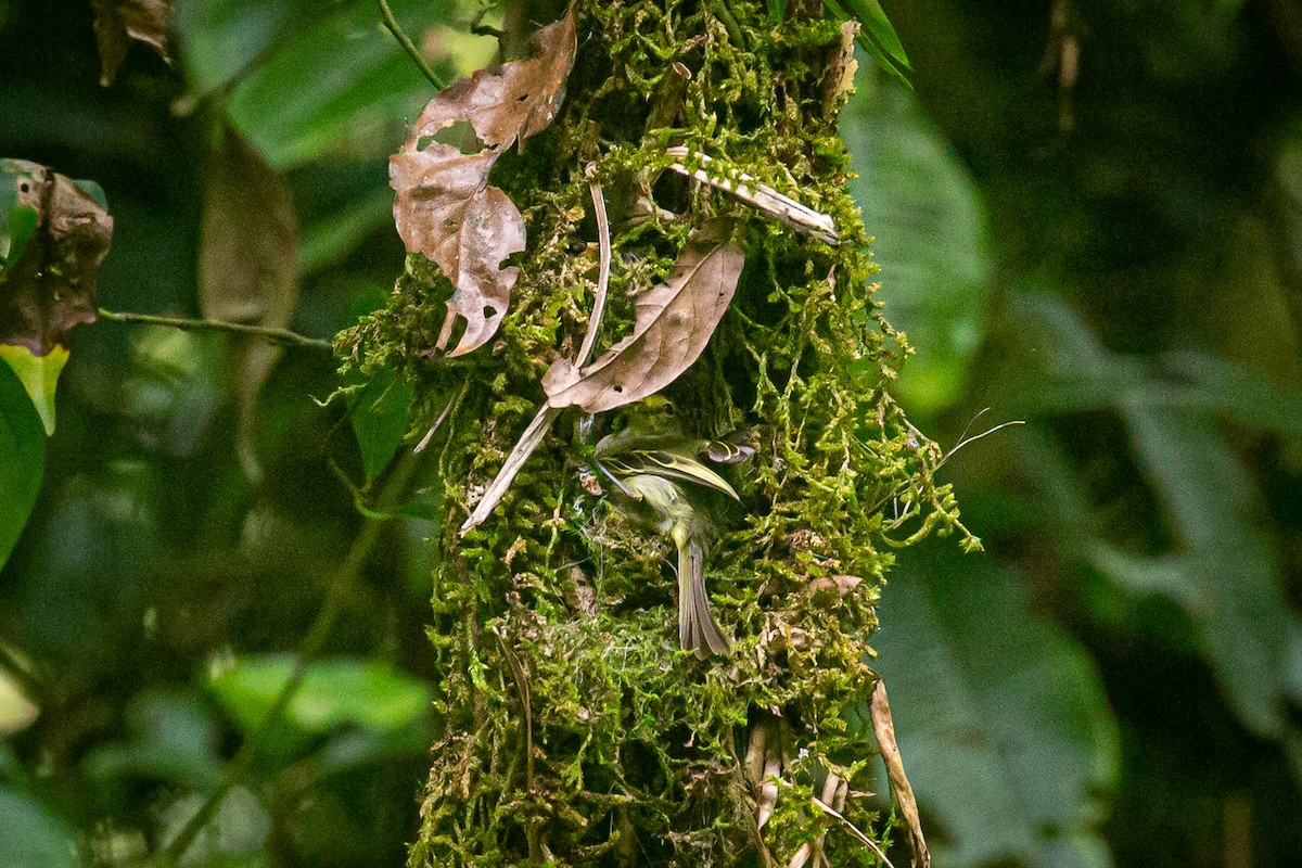 Golden-faced Tyrannulet - ML620308474