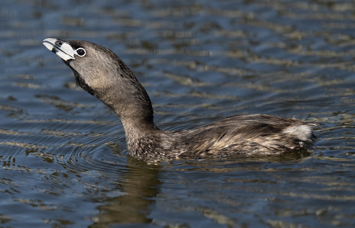 Pied-billed Grebe - ML620308475