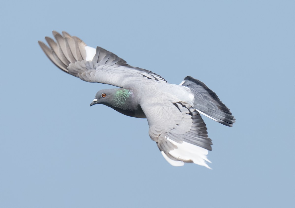 Rock Pigeon (Feral Pigeon) - ML620308480