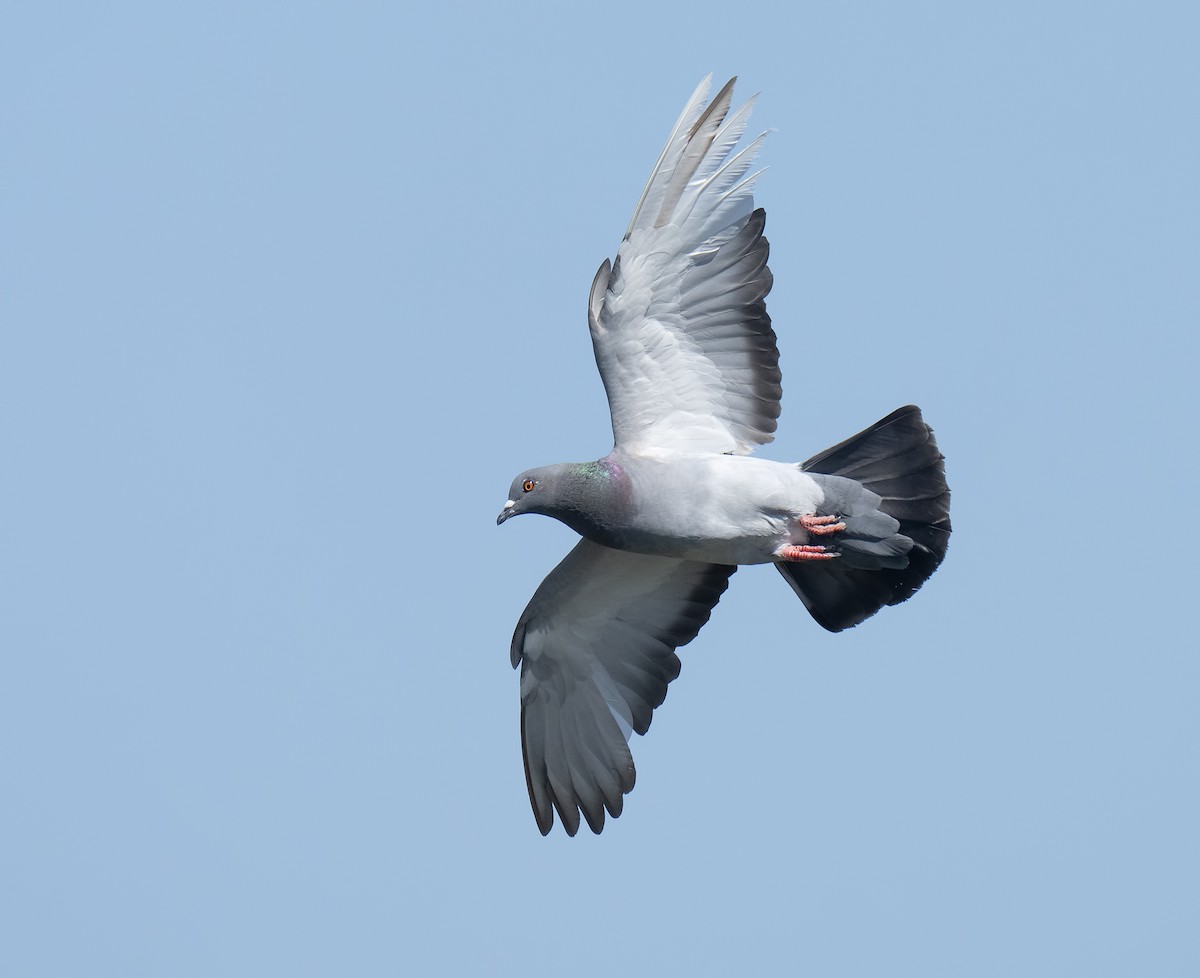 Rock Pigeon (Feral Pigeon) - ML620308485