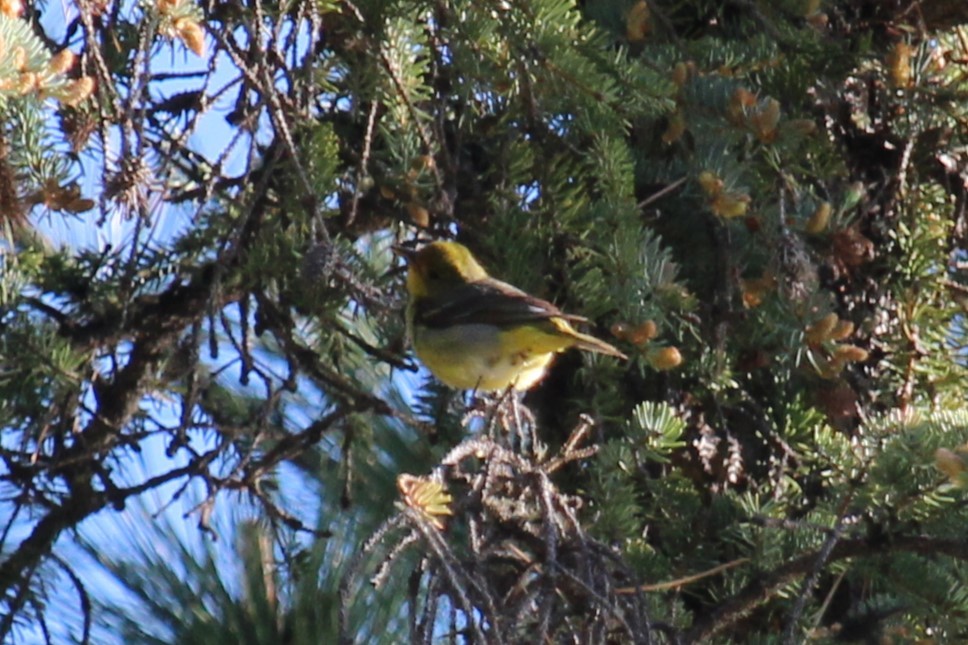 Western Tanager - ML620308490