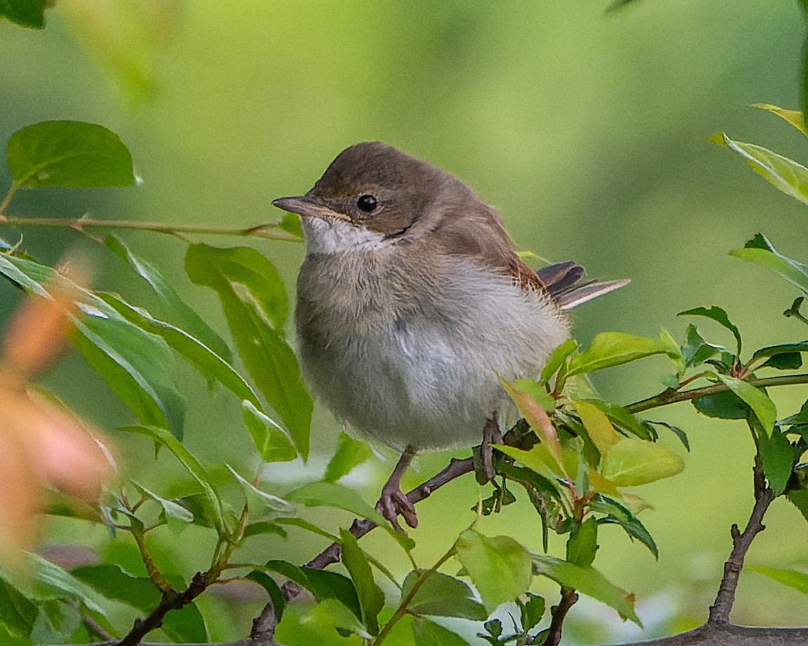 Greater Whitethroat - ML620308491