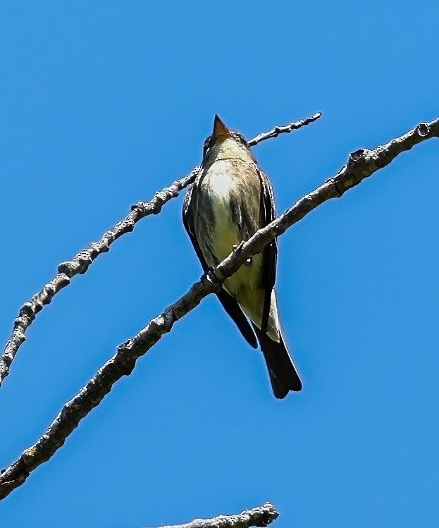 Olive-sided Flycatcher - ML620308494