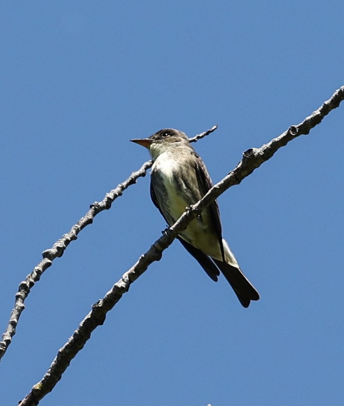 Olive-sided Flycatcher - ML620308497