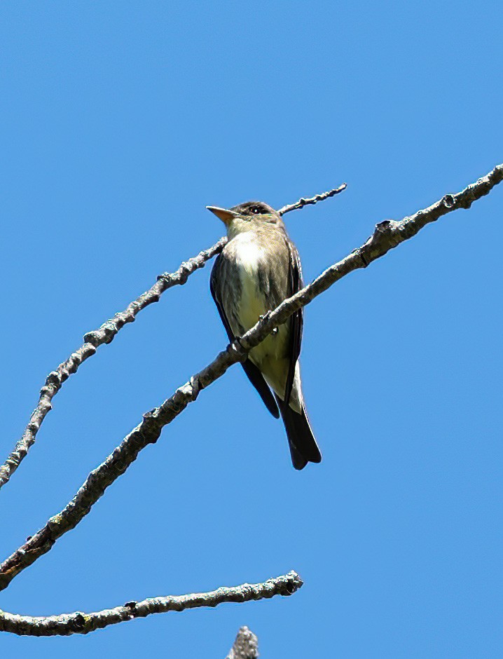 Olive-sided Flycatcher - ML620308498