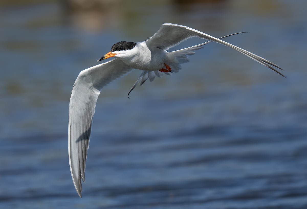 Forster's Tern - ML620308499