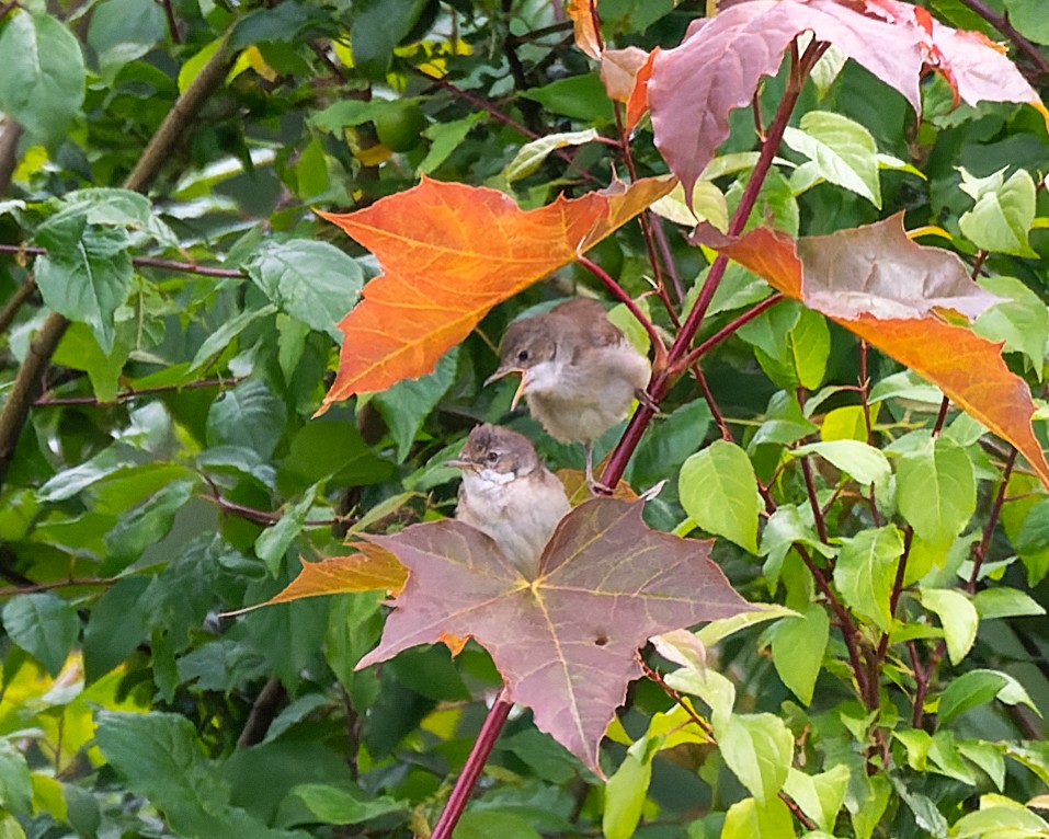 Greater Whitethroat - ML620308500