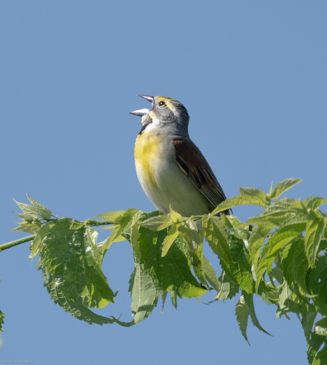 Dickcissel - ML620308504