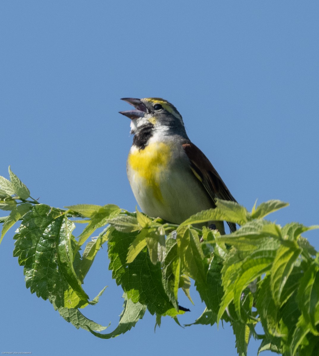 Dickcissel - ML620308505