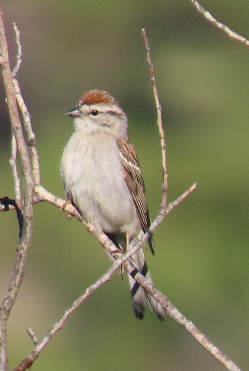 Chipping Sparrow - ML620308508