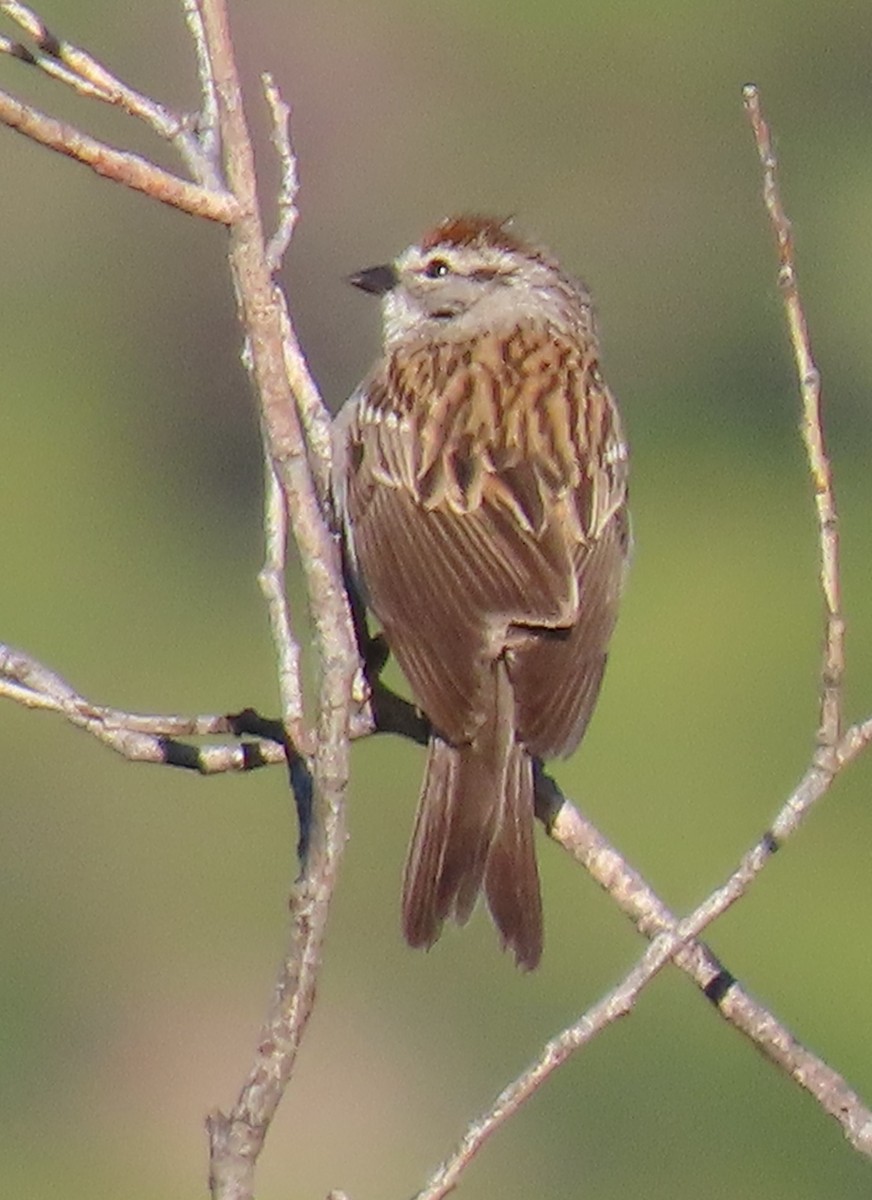 Chipping Sparrow - ML620308509
