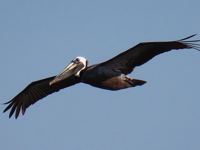 pelikán hnědý (ssp. carolinensis) - ML620308510