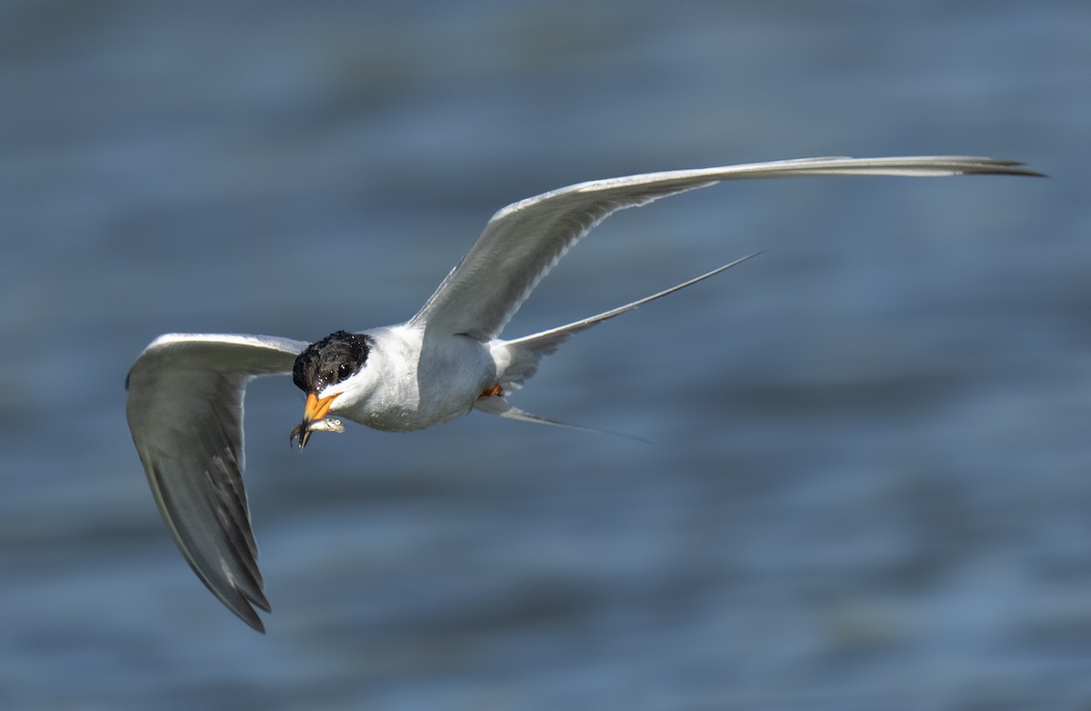 Forster's Tern - ML620308511