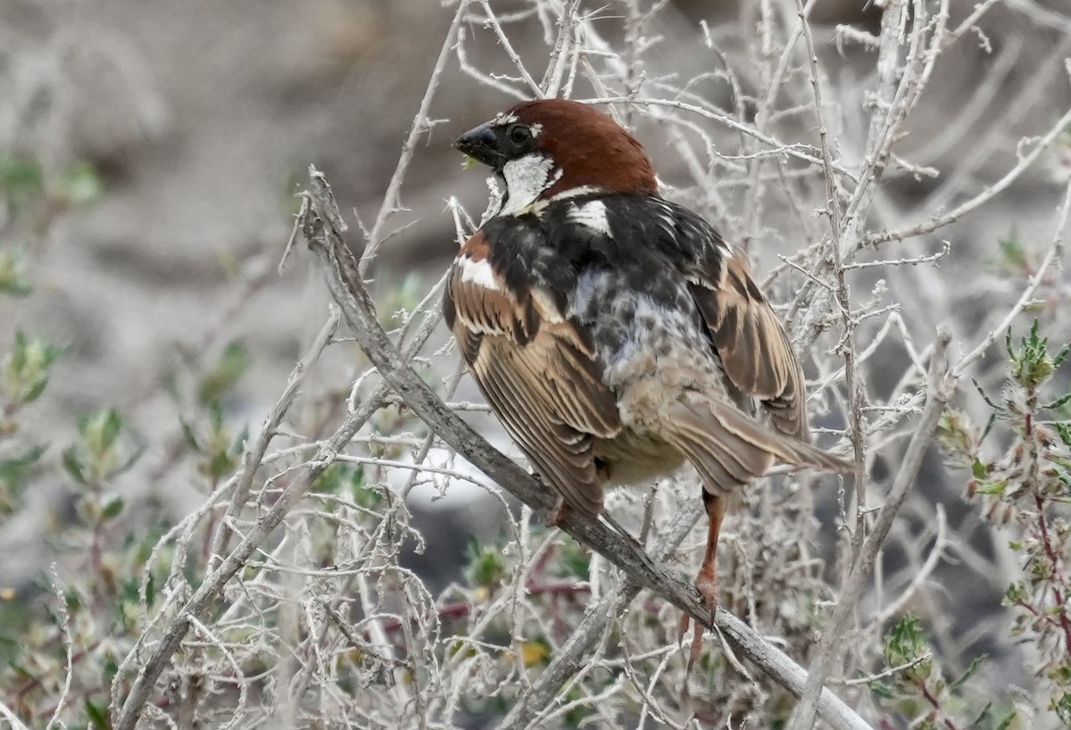 Spanish Sparrow - ML620308514