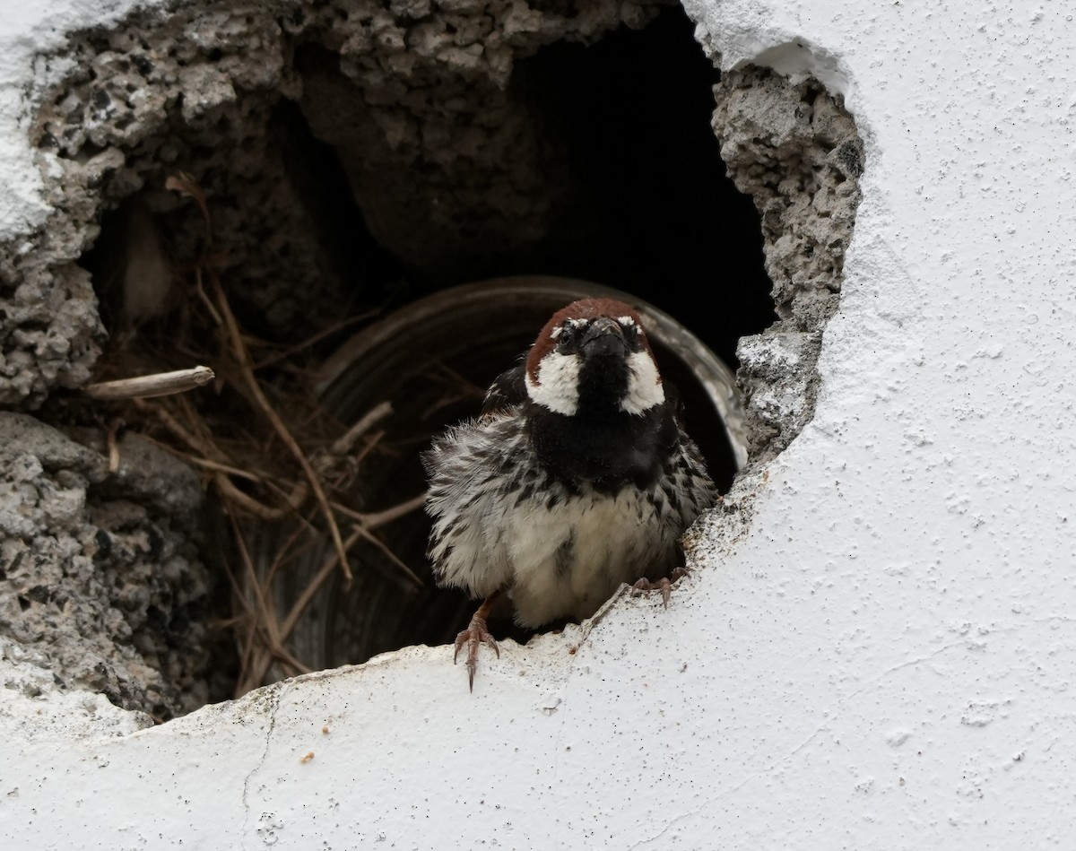 Spanish Sparrow - Anthony Schlencker