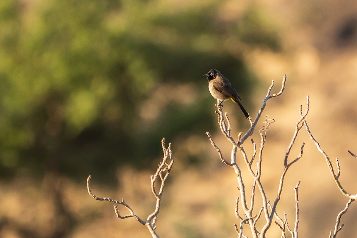 White-spectacled Bulbul - ML620308519