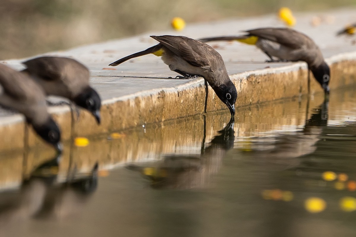 bulbul arabský - ML620308520