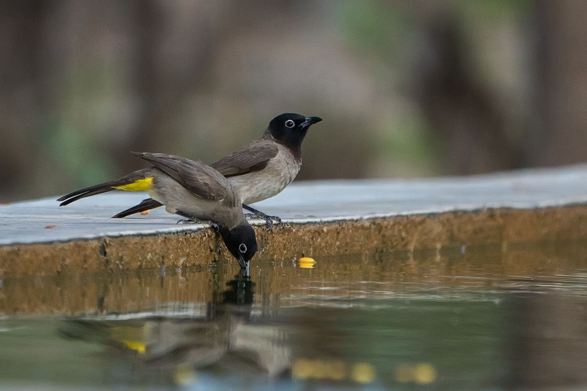 White-spectacled Bulbul - ML620308521