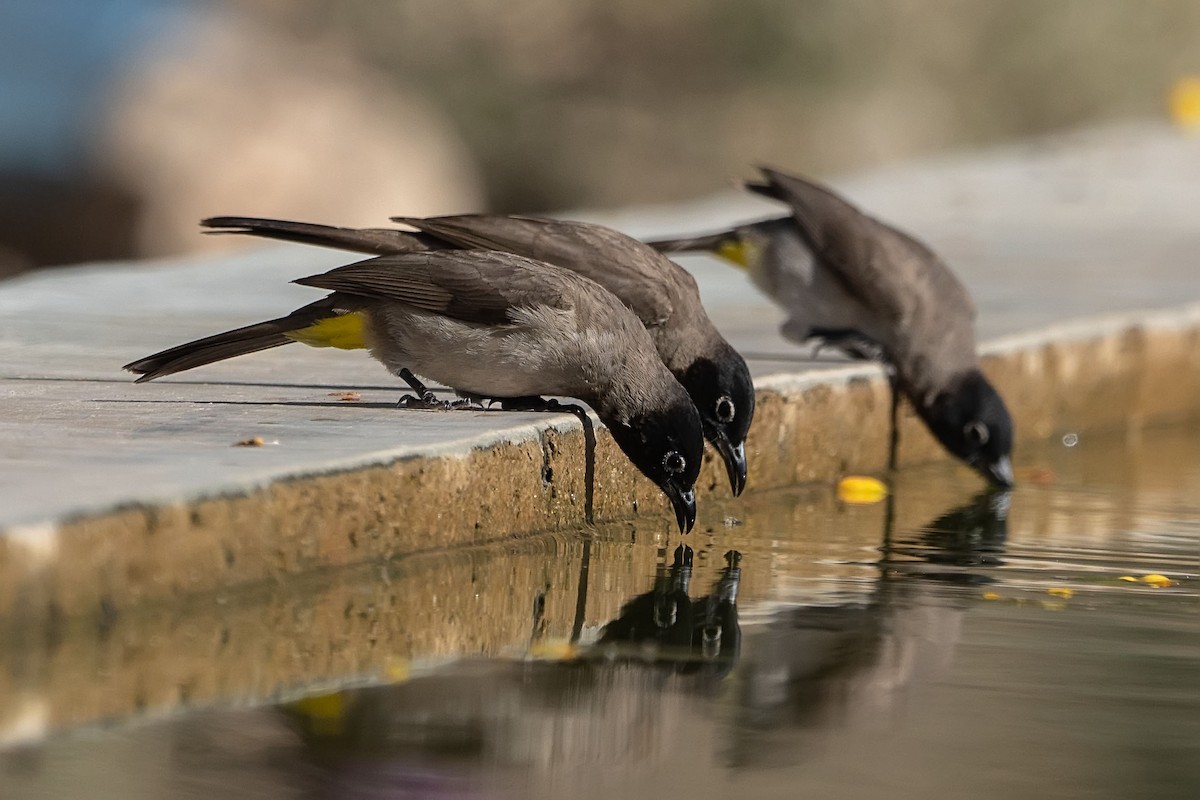 Bulbul d'Arabie - ML620308522