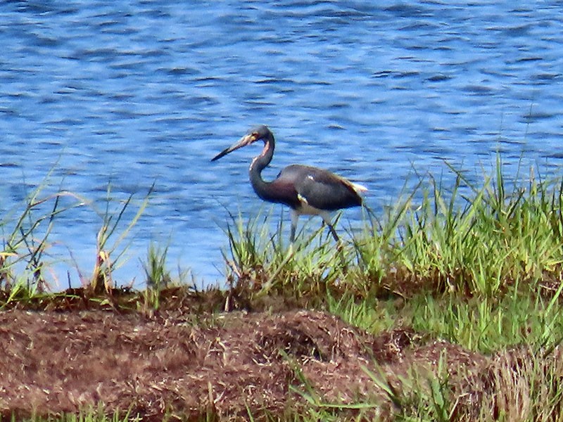 Tricolored Heron - ML620308526