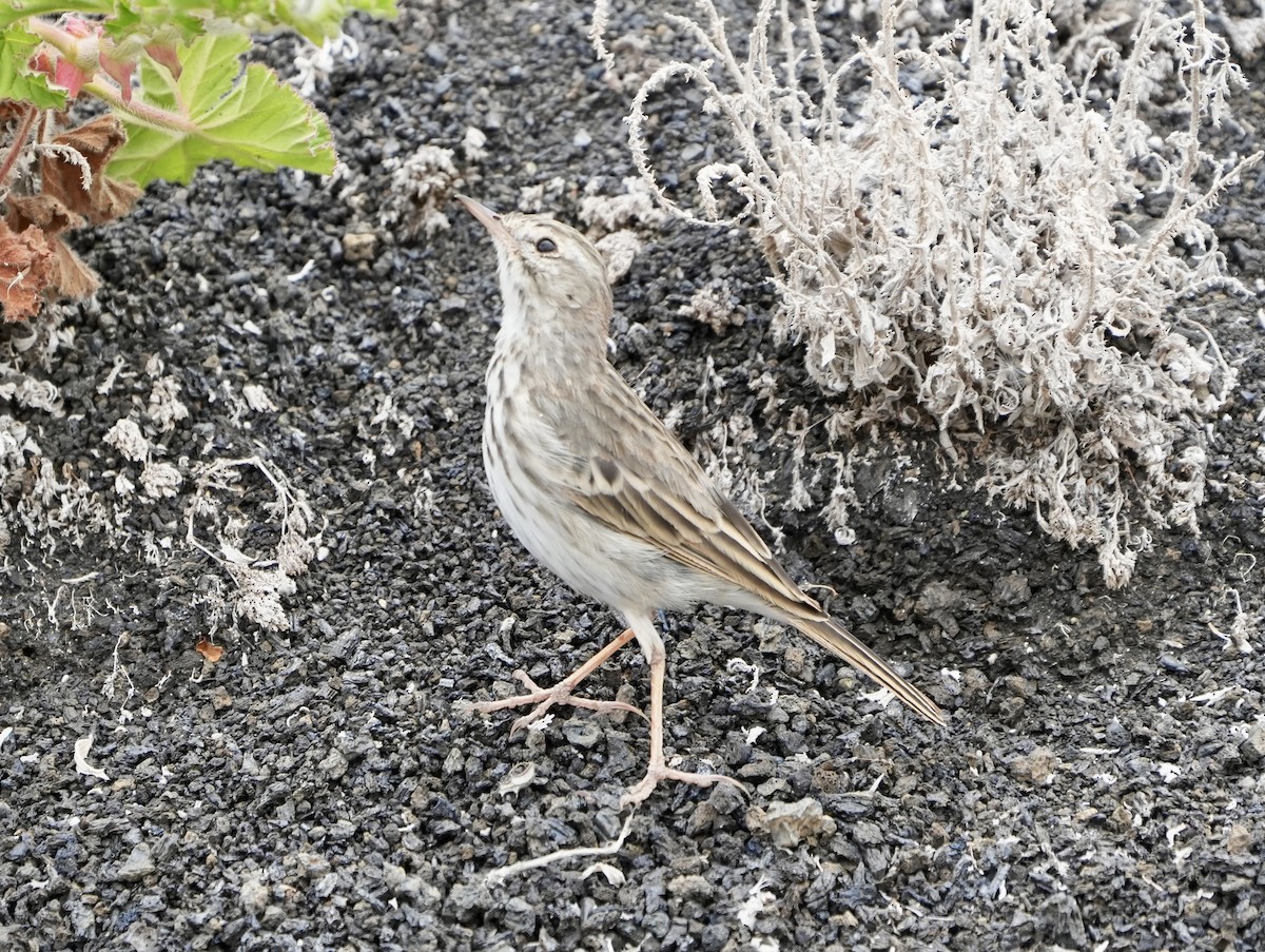 Berthelot's Pipit - ML620308533