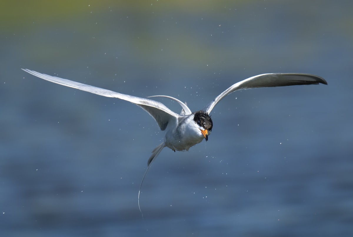 Forster's Tern - ML620308534