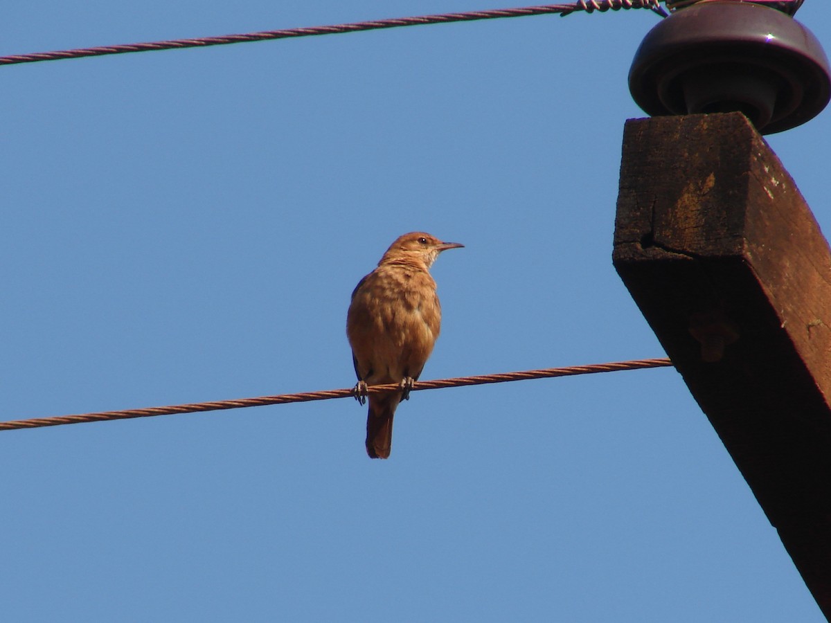 Rufous Hornero - ML620308535