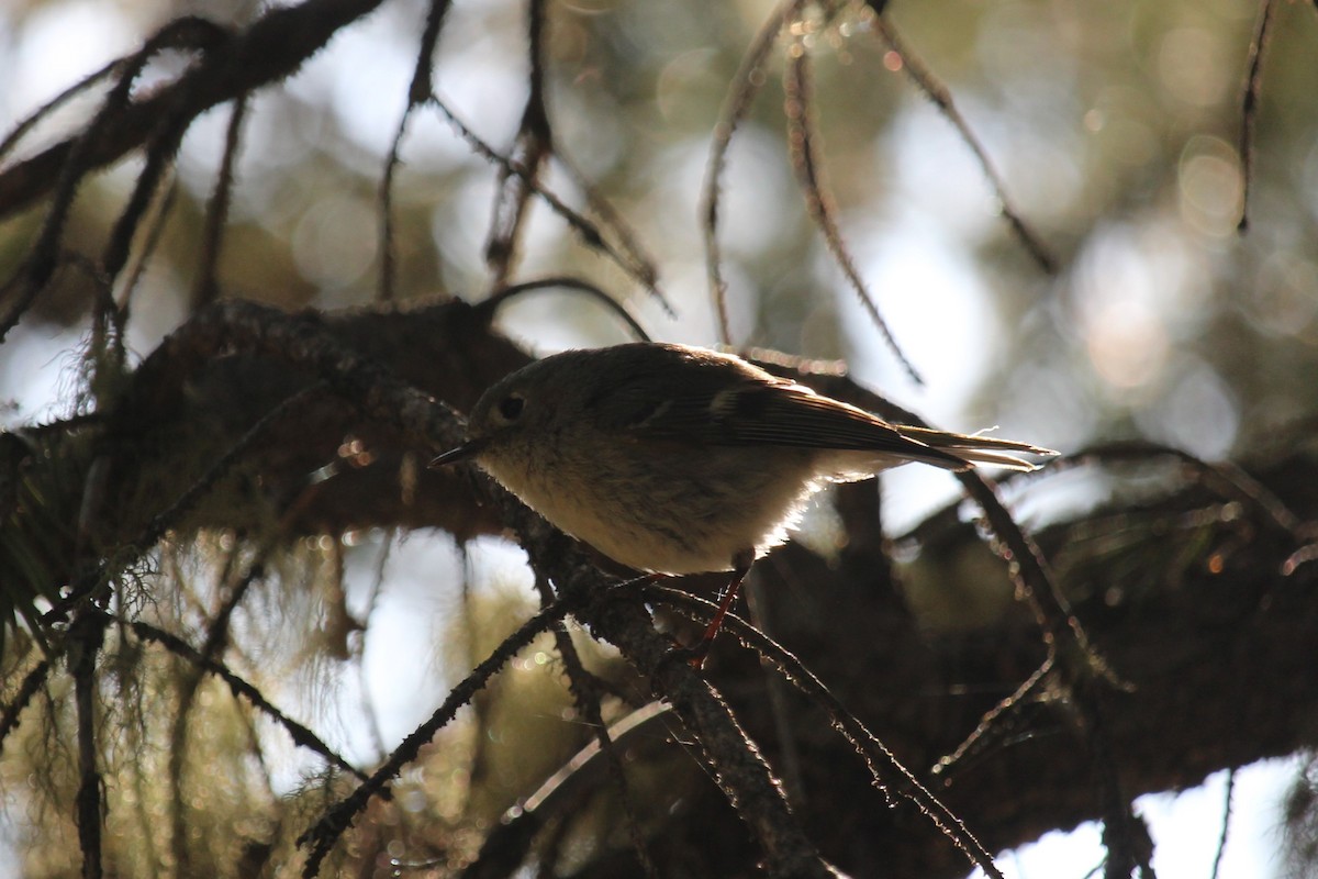 Ruby-crowned Kinglet - ML620308536