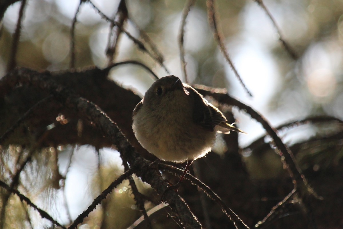 Ruby-crowned Kinglet - Connor Thomas