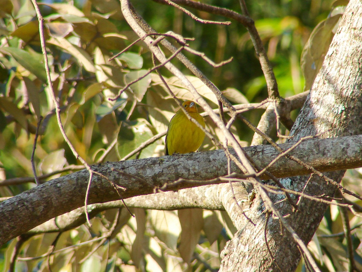 Saffron Finch - ML620308538