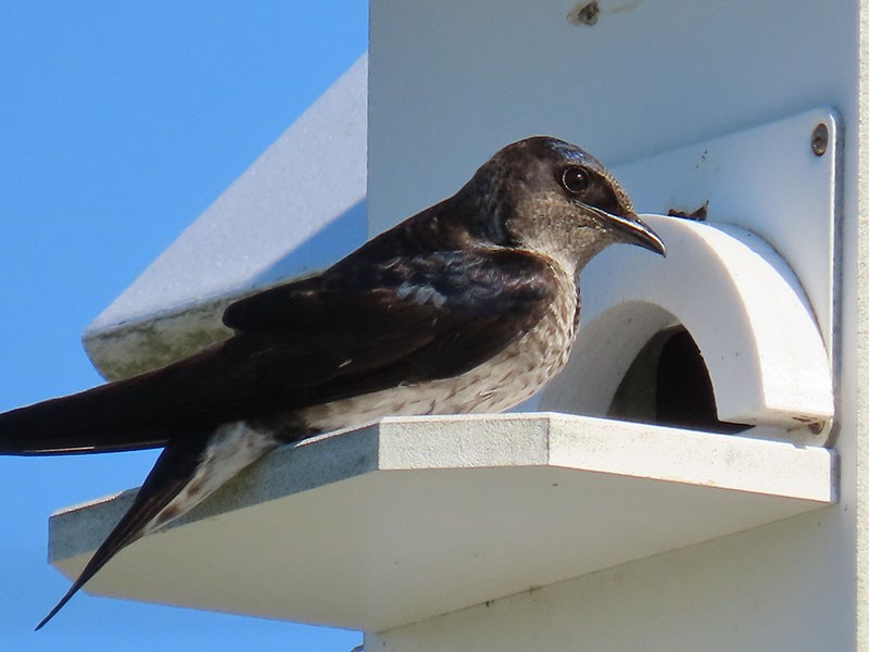 Purple Martin - ML620308542