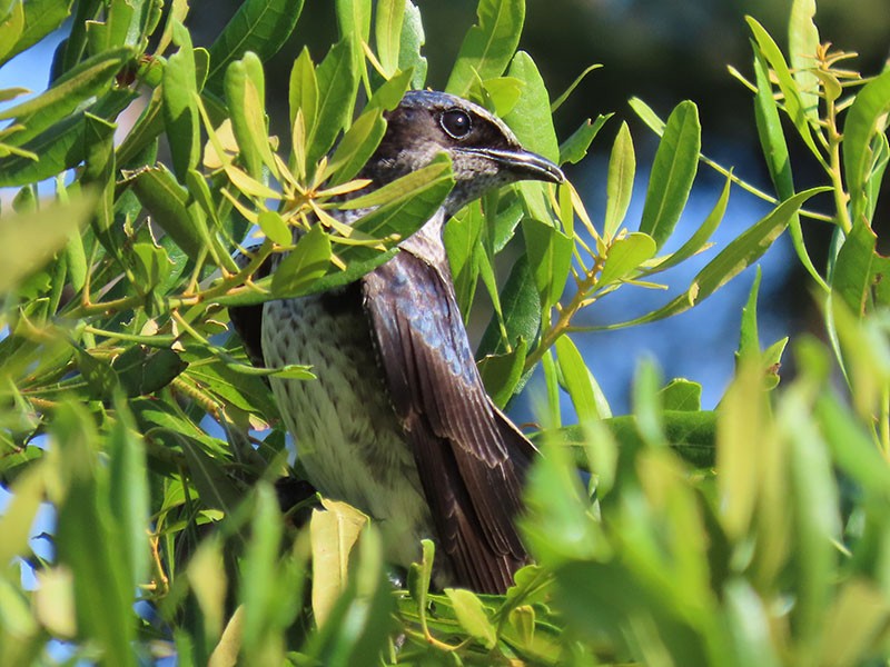 Purple Martin - ML620308544