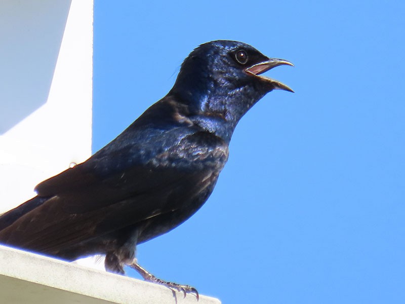 Purple Martin - ML620308545