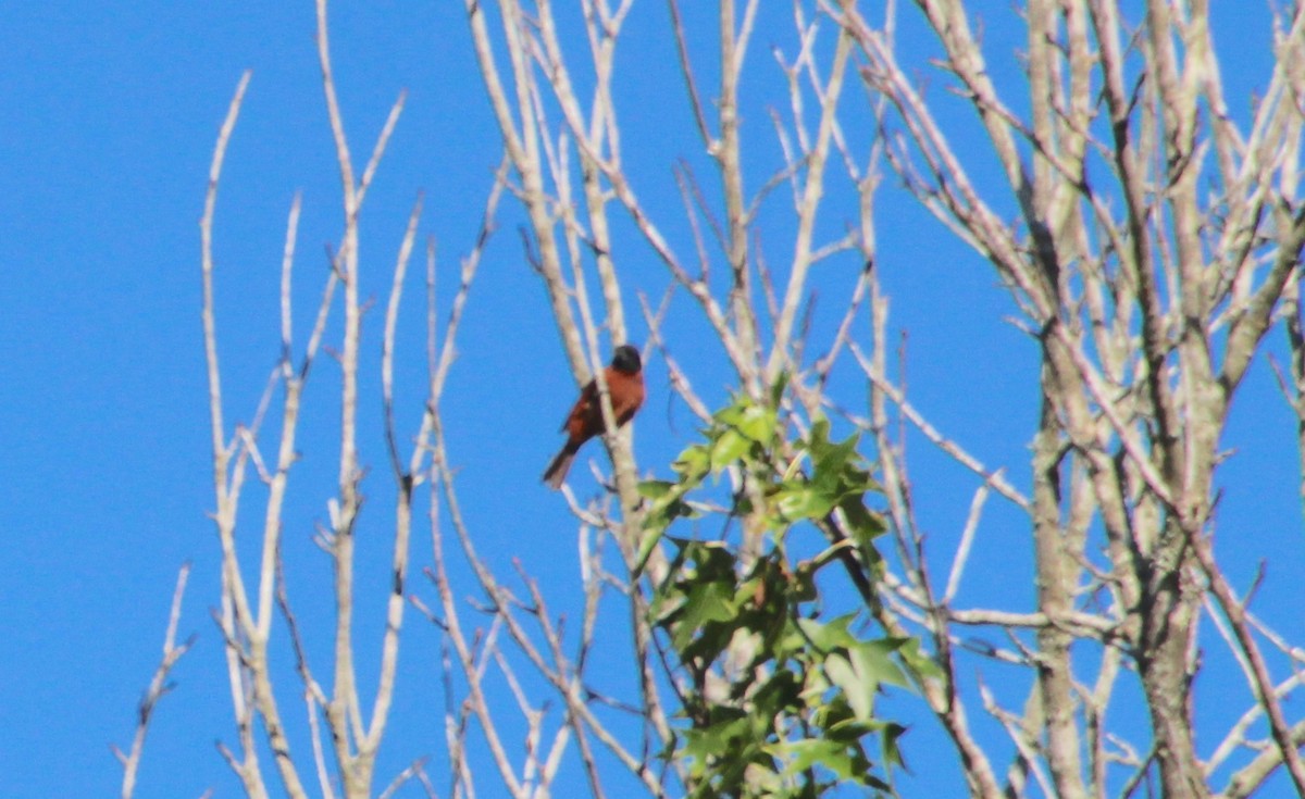 Orchard Oriole - ML620308547