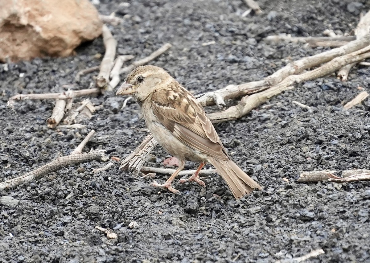 Spanish Sparrow - ML620308550