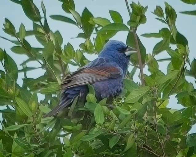 Blue Grosbeak - thomas christ