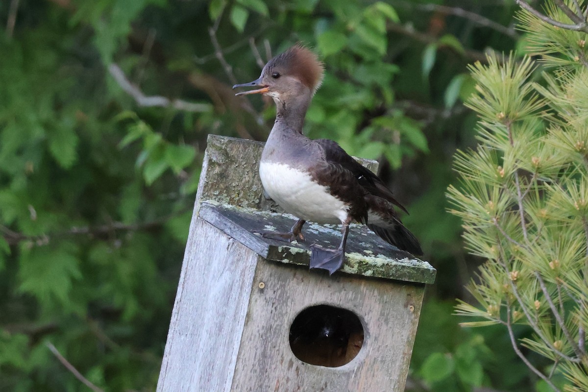 Hooded Merganser - ML620308572